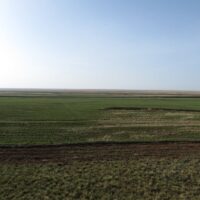 Торғай даласы туралы қызықты мәліметтер